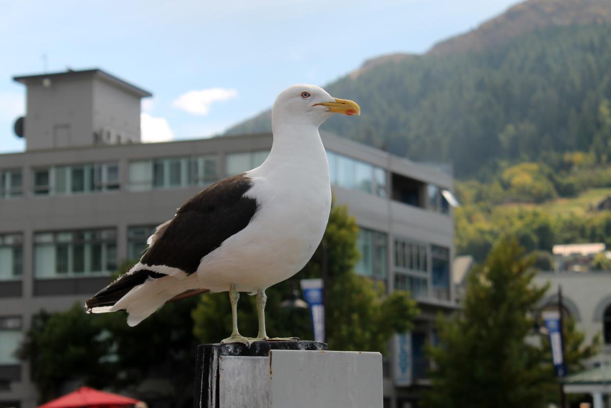 Southern Black-backed Gull (Larus dominicanus), Queenstown, Queenstown, Otago, New Zealand, 2014-03-08 Southern Black-backed Gull (Larus dominicanus)
